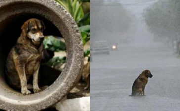 Mumbai Stray Dog Worli