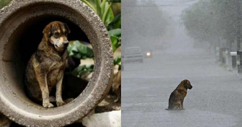 A Dog Was Mercilessly Beaten In Mumbai For Taking Shelter From The Rains,  And Was Left In Coma