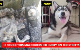 Malnourished Husky Nursed by Animal Lover