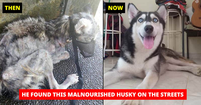 Malnourished Husky Nursed by Animal Lover