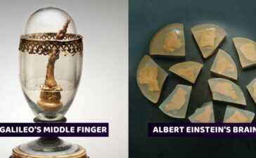 Organs Galileo Finger Einstein Brain