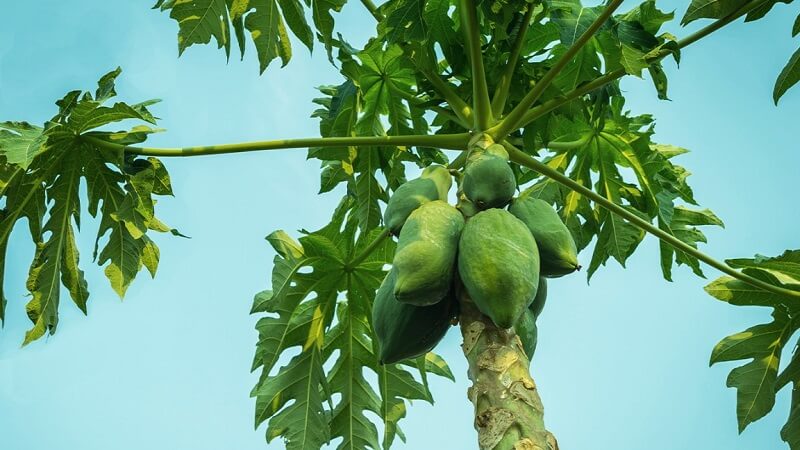 Papaya Leaves Extract Platelets Count