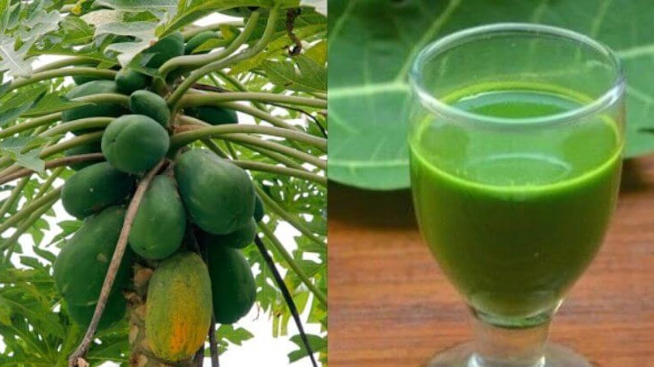 Papaya Juice Benefits Platelets Best Juice Images