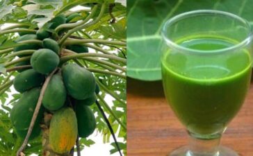 Papaya Leaves Extract Platelets Count
