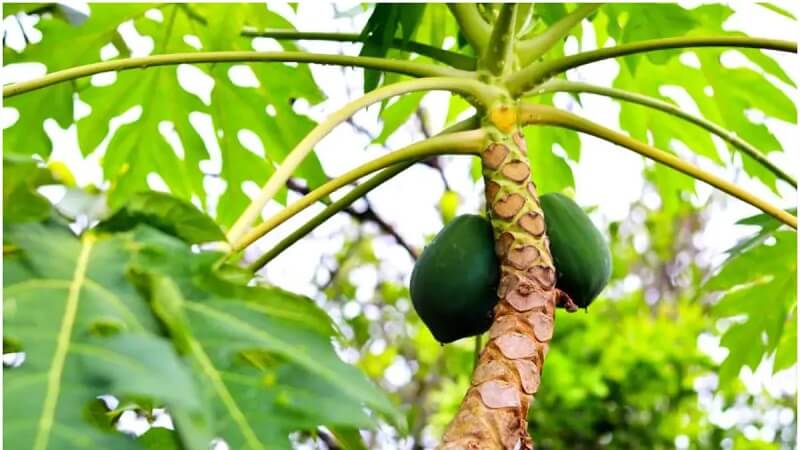 Papaya Leaves Extract Platelets Count