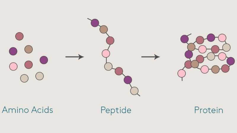 Peptides