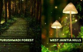 Incredible Places In India That Glow In The Dark