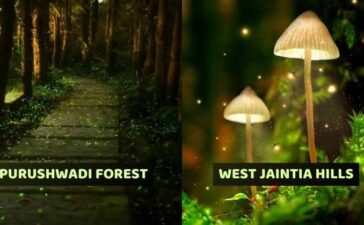 Incredible Places In India That Glow In The Dark