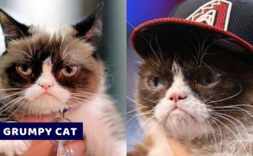 GRUMPY CAT