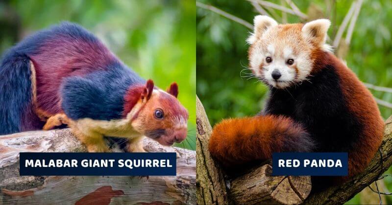 These Rare Animal Species In India That Are Truly Incredible