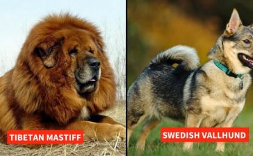 Rare-Dog-breeds