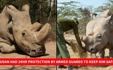 Sudan - Last Male Northern White Rhino