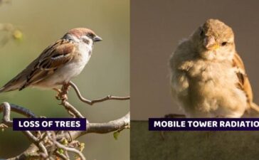 Facts Sparrow Birds Disappearing