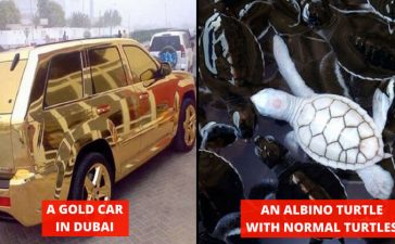 Strange Things On Internet