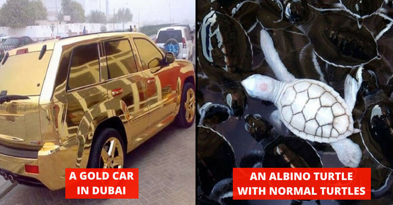 Strange Things On Internet