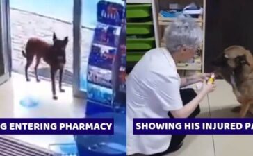 Street Dog Visiting Pharmacy