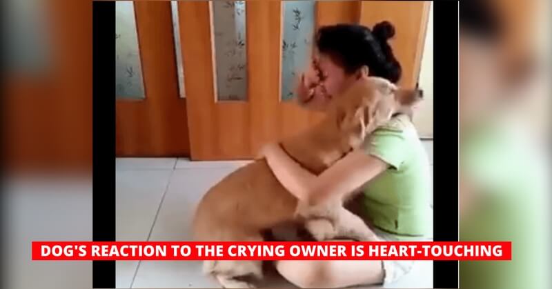 Golden retriever comforts crying owner