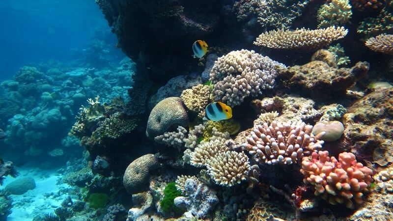 The Great Barrier Reef