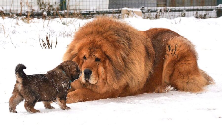 Tibetan Mastiff Rare Dog Breeds