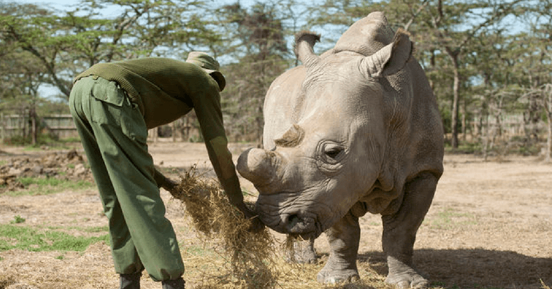 Sudan - Last Male Northern White Rhino