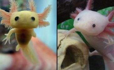 axolotls endangered species