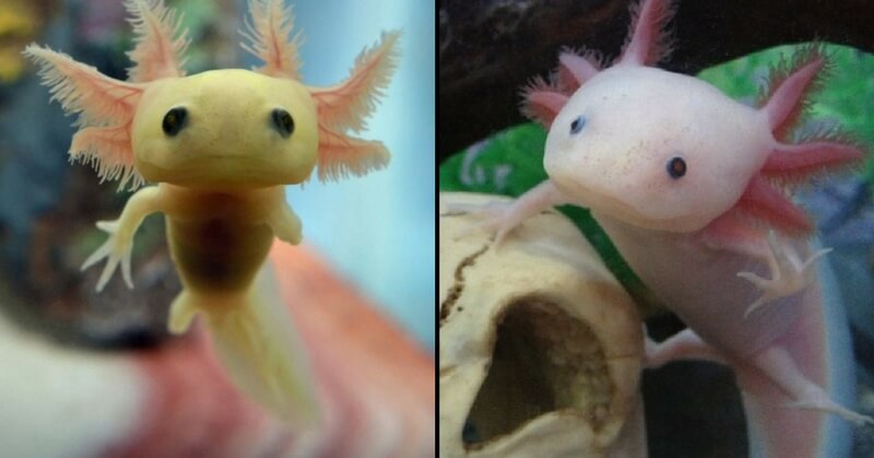 axolotls endangered species