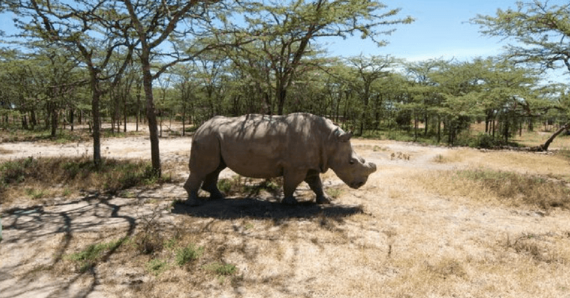 Sudan - Last Male Northern White Rhino