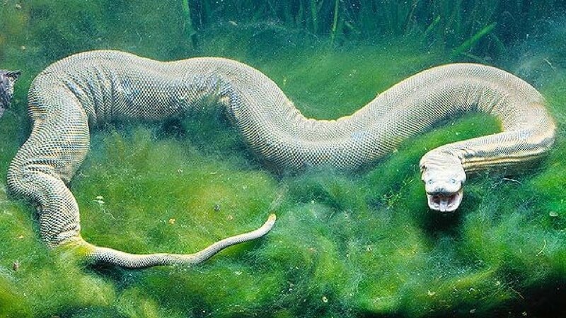 Weird Snakes