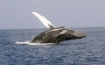 Whale Watching California