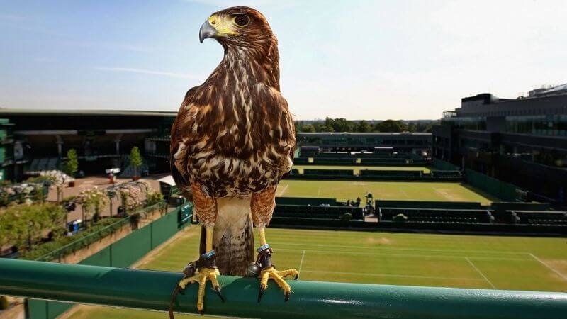Wimbledon Rufus Hawk
