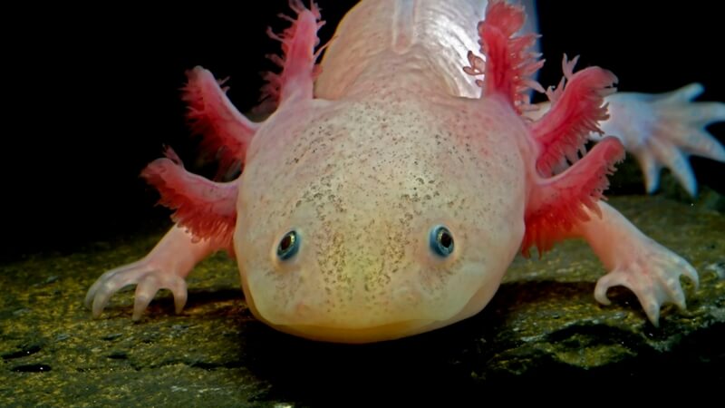 axolotls endangered species