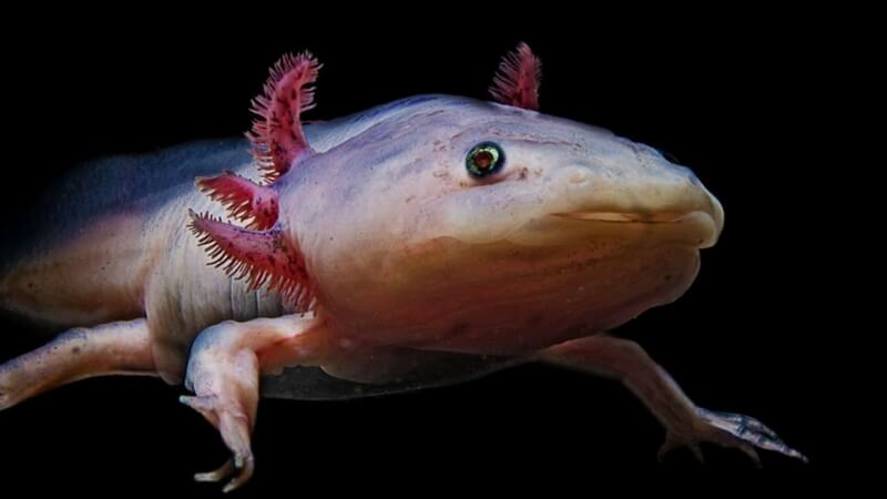 axolotls endangered species