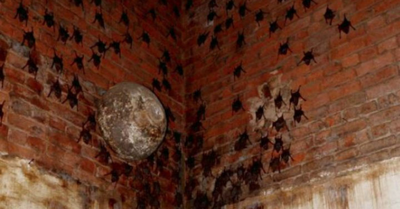 Bat Woman Lives With 400 Bats