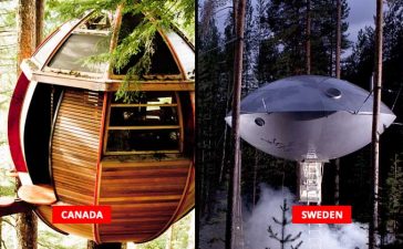 Tree Houses Around The World