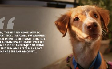 Avan Dog Adoption Facebook Post