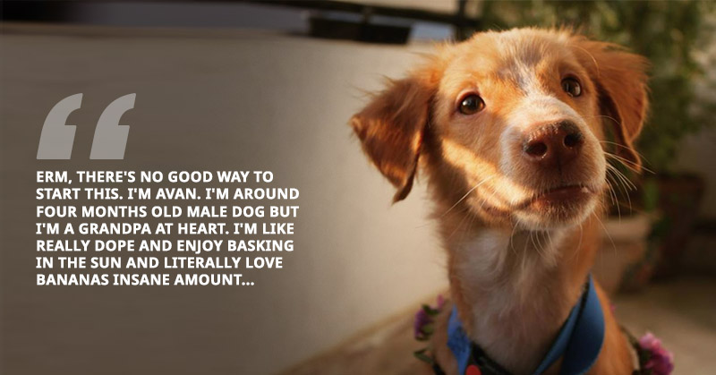 Avan Dog Adoption Facebook Post