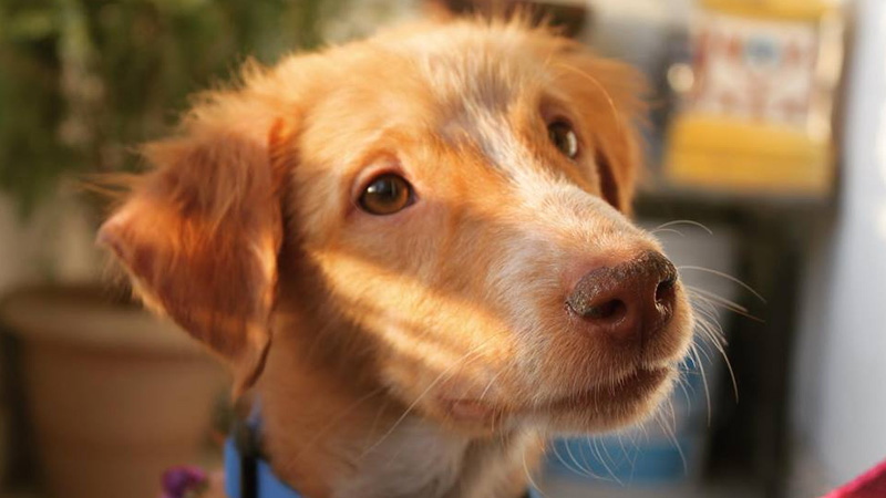 Avan Dog Adoption Facebook Post