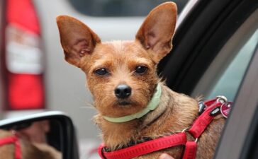 Greatest Cars for Dogs