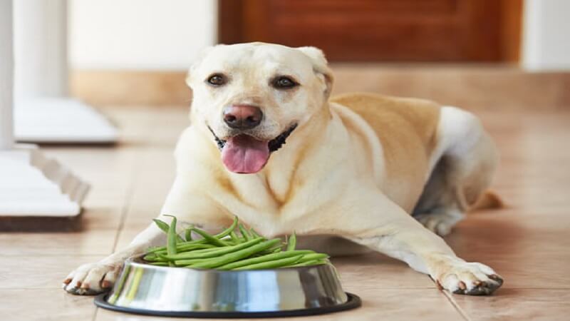 Dog Human Food