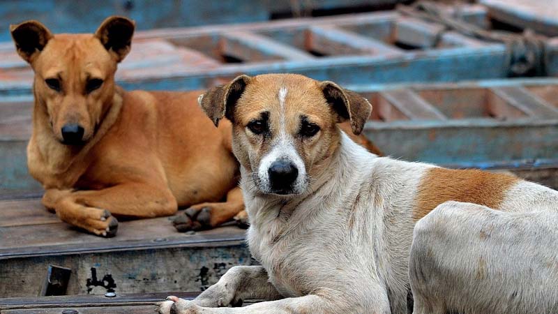 dogs in gujarat
