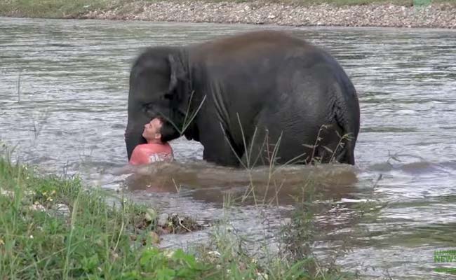 Elephant Saving Drowning Human Friend