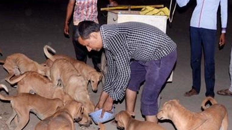 feeding dogs