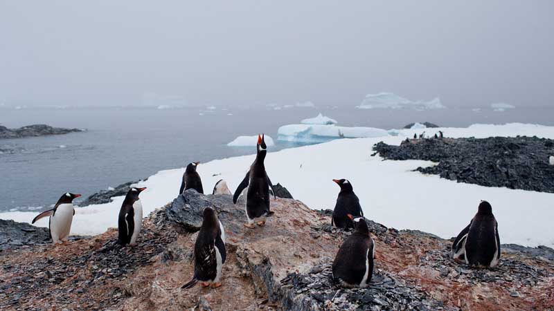 Hottest Temperature in Antarctic
