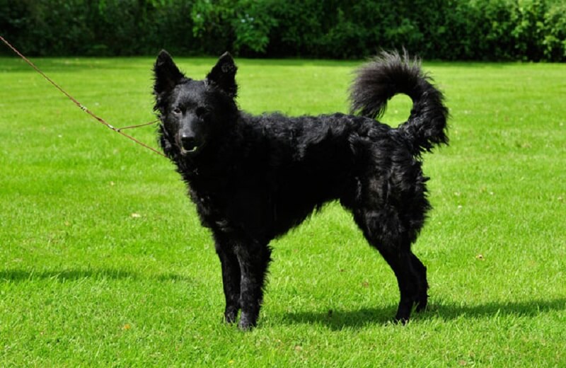 mudi-rare-dog-breeds