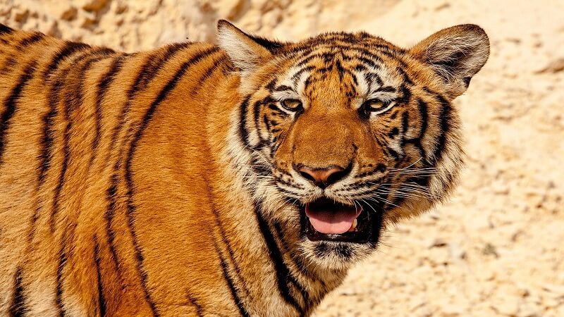 Amazing Facts About Tiger